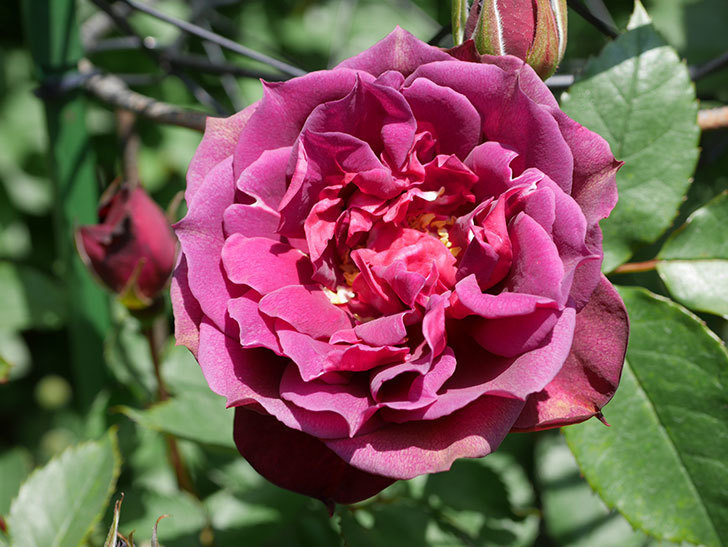 ライラ(Laylah)の花が咲きだした。半ツルバラ。2021年-021.jpg