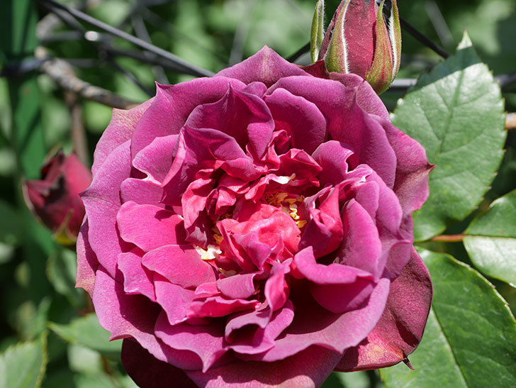 ライラ(Laylah)の花が咲きだした。半ツルバラ。2021年-022.jpg