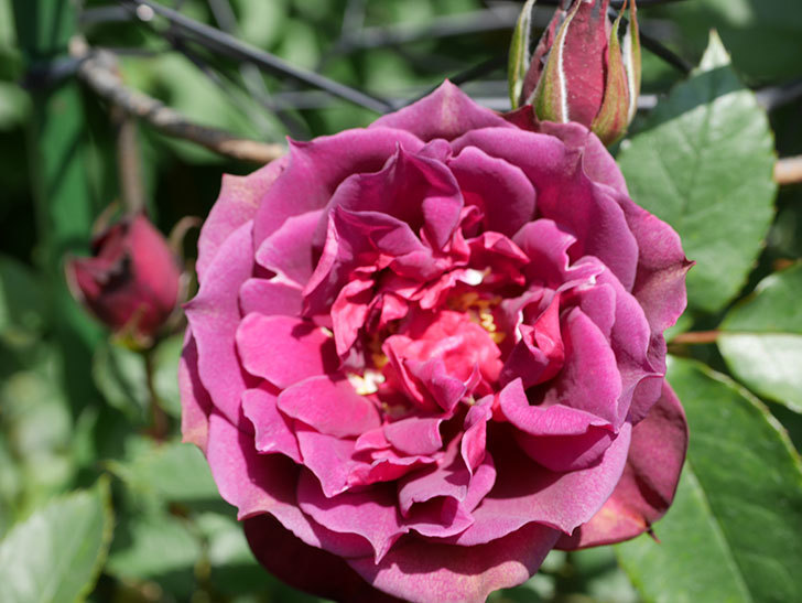 ライラ(Laylah)の花が咲きだした。半ツルバラ。2021年-023.jpg