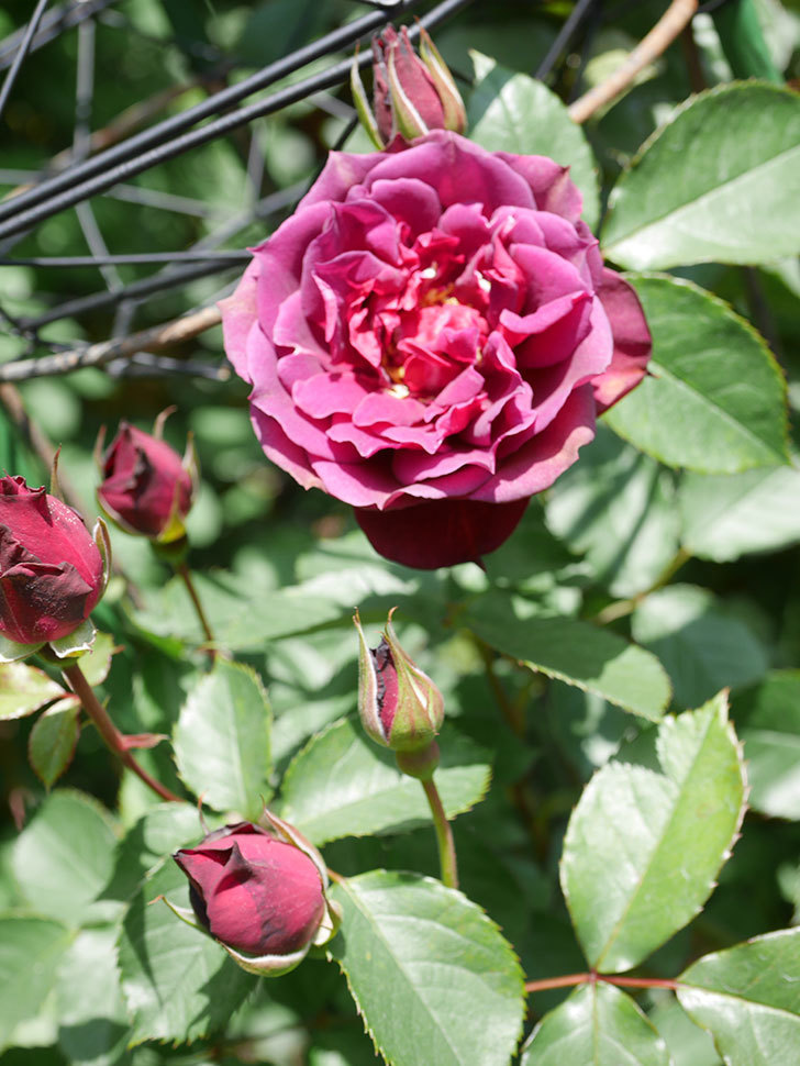 ライラ(Laylah)の花が咲きだした。半ツルバラ。2021年-024.jpg