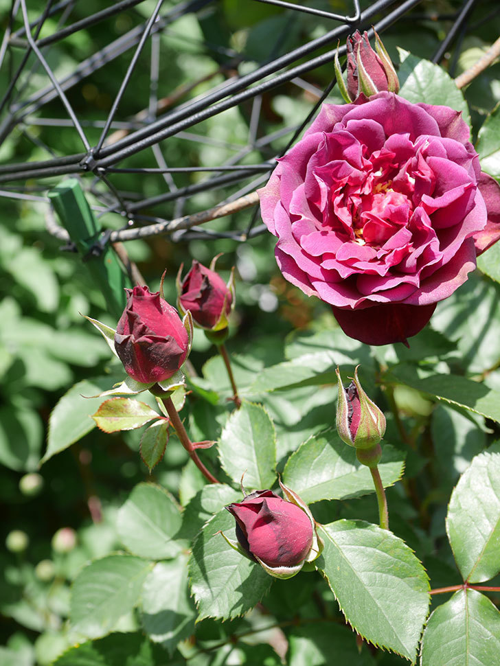 ライラ(Laylah)の花が咲きだした。半ツルバラ。2021年-025.jpg