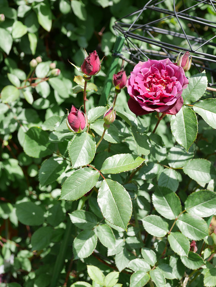 ライラ(Laylah)の花が咲きだした。半ツルバラ。2021年-026.jpg
