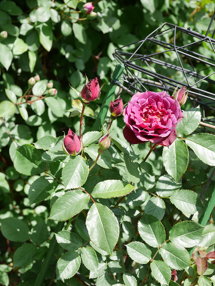 ライラ(Laylah)の花が咲きだした。半ツルバラ。2021年-027.jpg