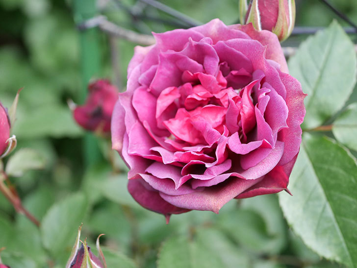 ライラ(Laylah)の花が増えてきた。半ツルバラ。2021年-001.jpg