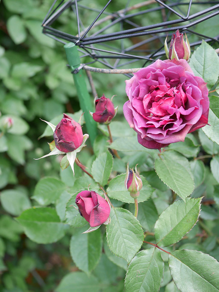 ライラ(Laylah)の花が増えてきた。半ツルバラ。2021年-003.jpg