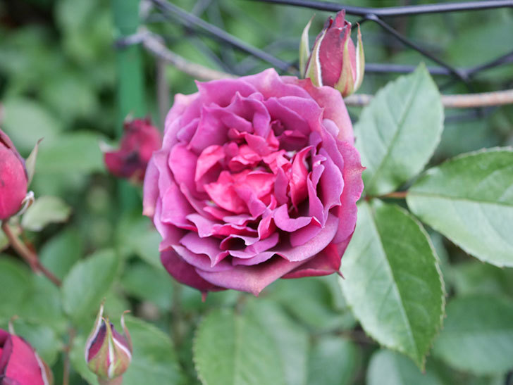 ライラ(Laylah)の花が増えてきた。半ツルバラ。2021年-004.jpg