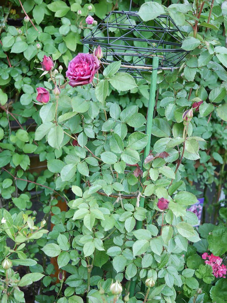 ライラ(Laylah)の花が増えてきた。半ツルバラ。2021年-005.jpg