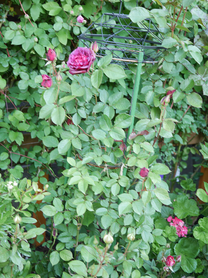 ライラ(Laylah)の花が増えてきた。半ツルバラ。2021年-006.jpg
