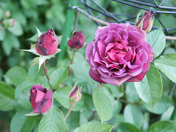 ライラ(Laylah)の花が増えてきた。半ツルバラ。2021年-008.jpg