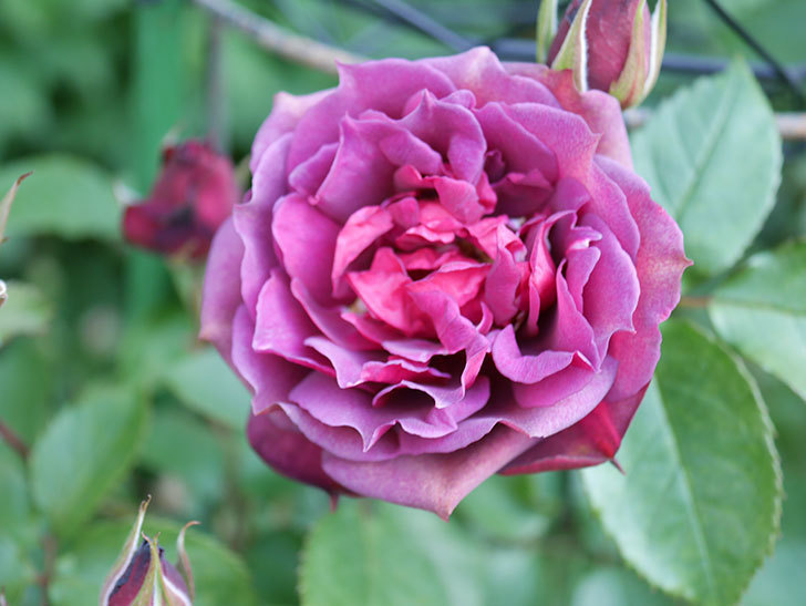ライラ(Laylah)の花が増えてきた。半ツルバラ。2021年-009.jpg
