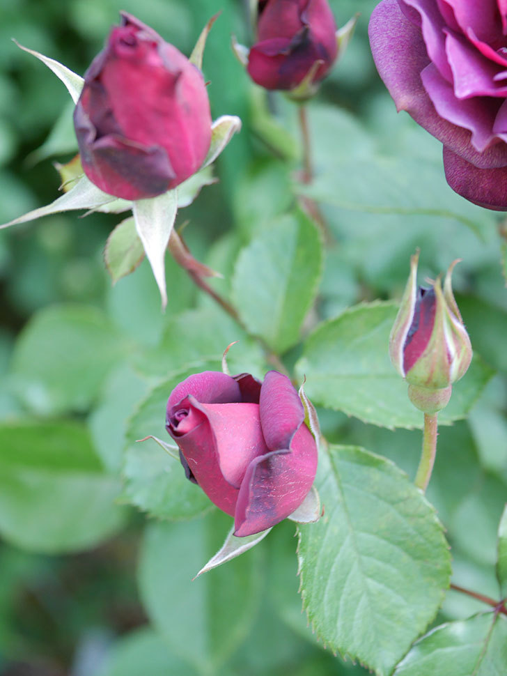 ライラ(Laylah)の花が増えてきた。半ツルバラ。2021年-010.jpg