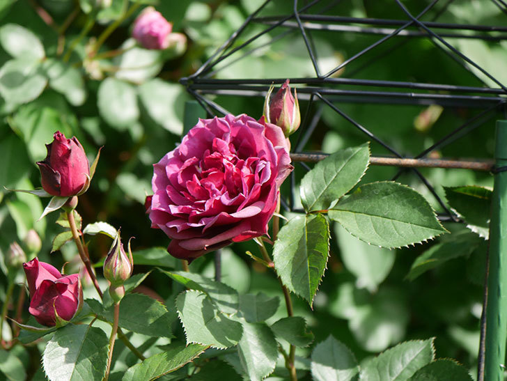 ライラ(Laylah)の花が増えてきた。半ツルバラ。2021年-015.jpg