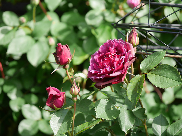 ライラ(Laylah)の花が増えてきた。半ツルバラ。2021年-017.jpg