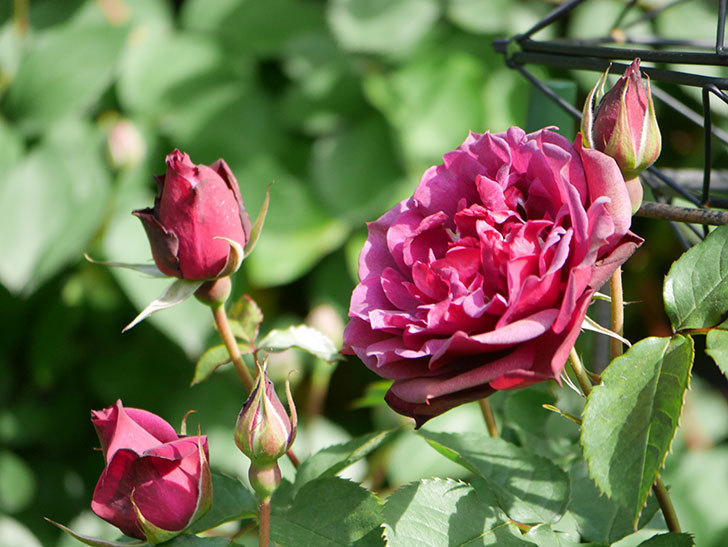 ライラ(Laylah)の花が増えてきた。半ツルバラ。2021年-018.jpg