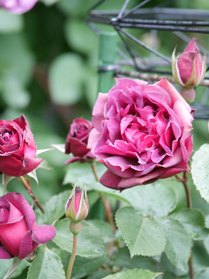 ライラ(Laylah)の花が増えてきた。半ツルバラ。2021年-020.jpg