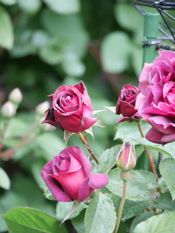 ライラ(Laylah)の花が増えてきた。半ツルバラ。2021年-021.jpg