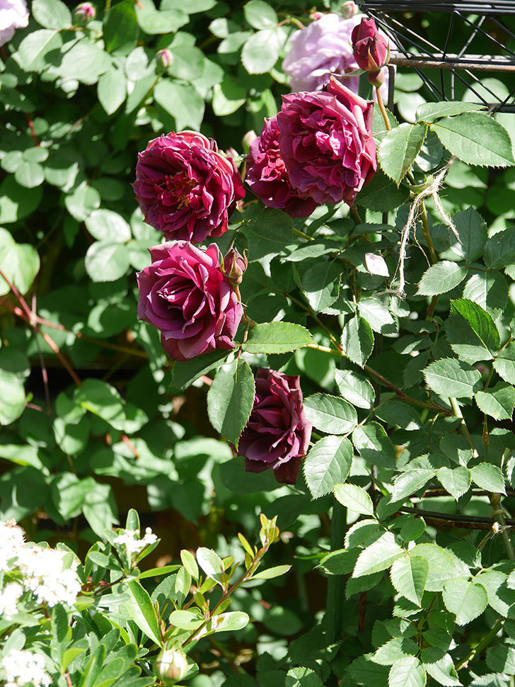 ライラ(Laylah)の花が増えてきた。半ツルバラ。2021年-023.jpg