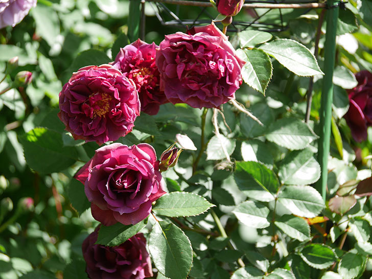 ライラ(Laylah)の花が増えてきた。半ツルバラ。2021年-027.jpg