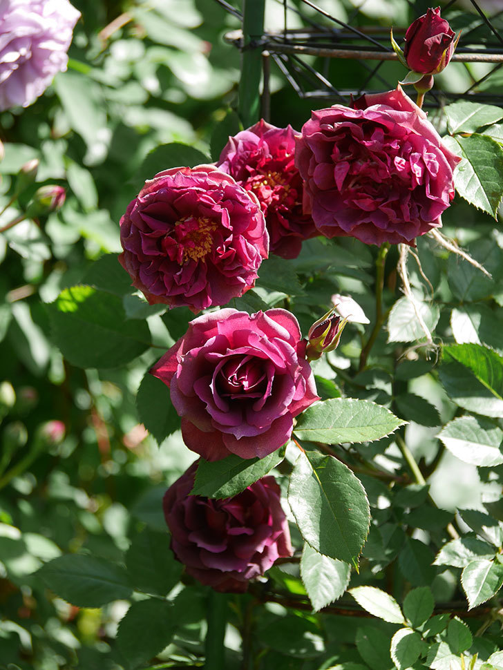 ライラ(Laylah)の花が増えてきた。半ツルバラ。2021年-029.jpg