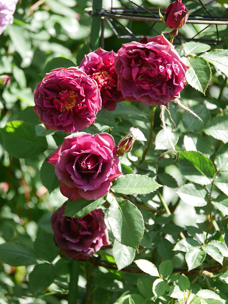 ライラ(Laylah)の花が増えてきた。半ツルバラ。2021年-030.jpg