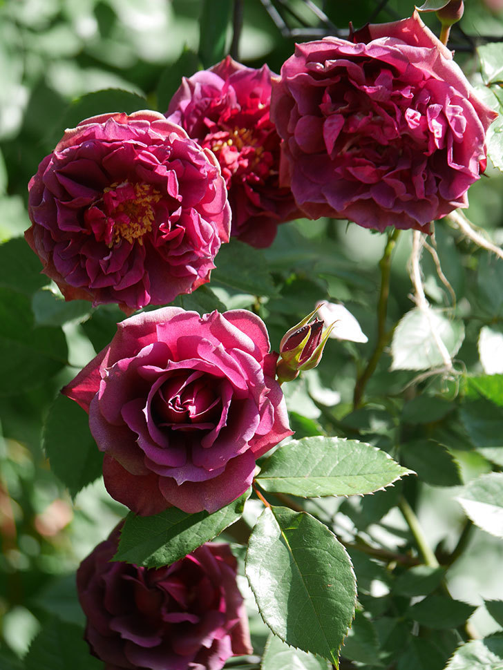 ライラ(Laylah)の花が増えてきた。半ツルバラ。2021年-033.jpg
