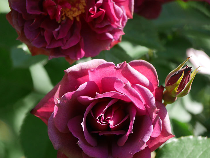 ライラ(Laylah)の花が増えてきた。半ツルバラ。2021年-036.jpg