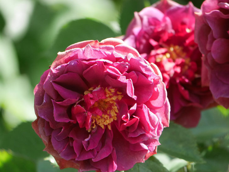 ライラ(Laylah)の花が増えてきた。半ツルバラ。2021年-037.jpg