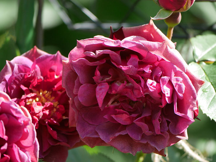 ライラ(Laylah)の花が増えてきた。半ツルバラ。2021年-038.jpg