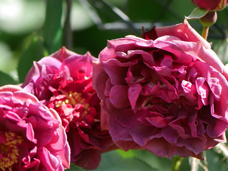 ライラ(Laylah)の花が増えてきた。半ツルバラ。2021年-039.jpg