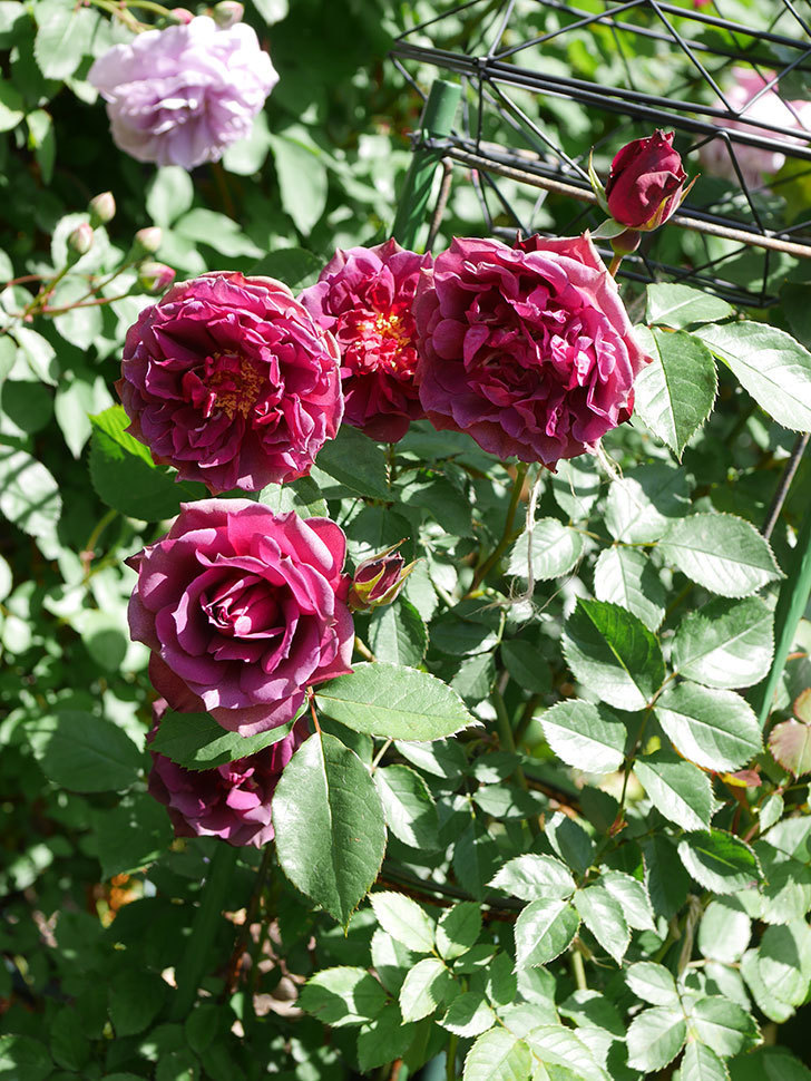 ライラ(Laylah)の花が増えてきた。半ツルバラ。2021年-040.jpg