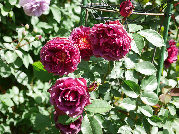 ライラ(Laylah)の花が増えてきた。半ツルバラ。2021年-041.jpg