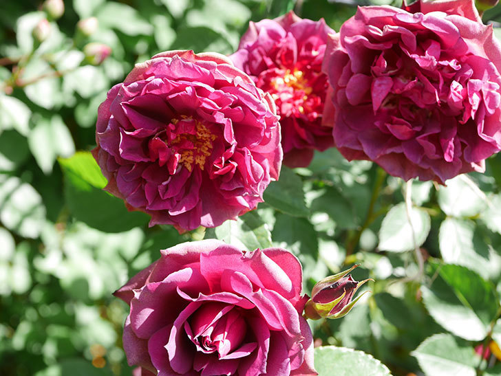 ライラ(Laylah)の花が増えてきた。半ツルバラ。2021年-042.jpg