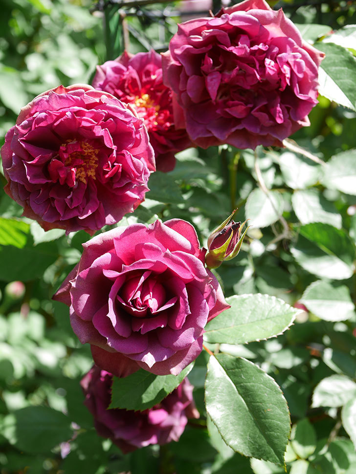 ライラ(Laylah)の花が増えてきた。半ツルバラ。2021年-044.jpg
