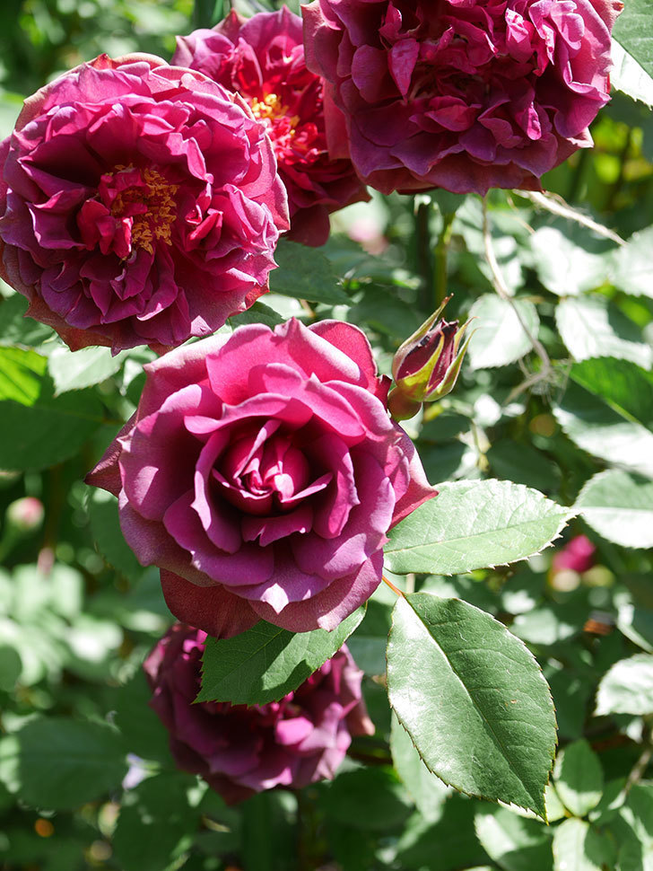 ライラ(Laylah)の花が増えてきた。半ツルバラ。2021年-045.jpg
