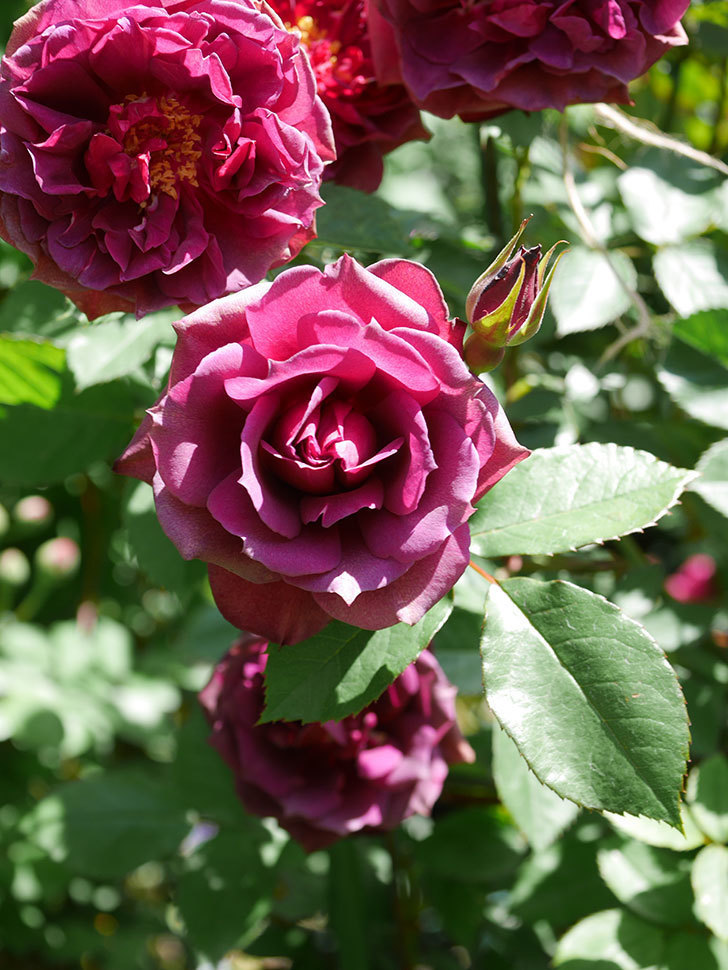 ライラ(Laylah)の花が増えてきた。半ツルバラ。2021年-046.jpg