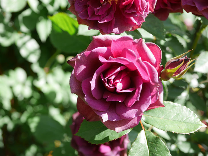 ライラ(Laylah)の花が増えてきた。半ツルバラ。2021年-047.jpg