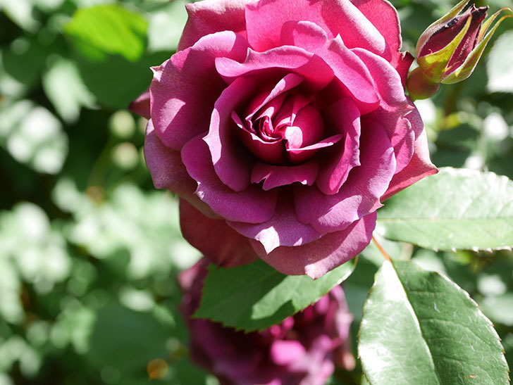 ライラ(Laylah)の花が増えてきた。半ツルバラ。2021年-048.jpg