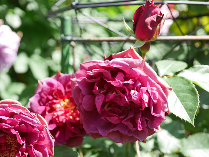 ライラ(Laylah)の花が増えてきた。半ツルバラ。2021年-049.jpg