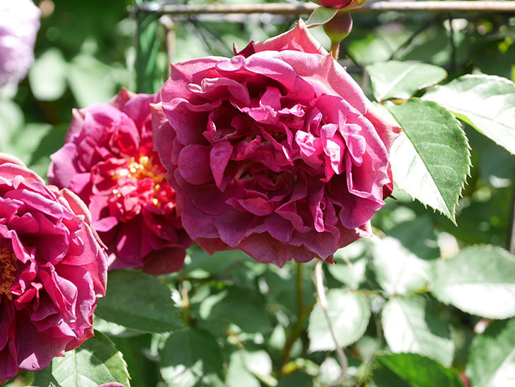 ライラ(Laylah)の花が増えてきた。半ツルバラ。2021年-050.jpg