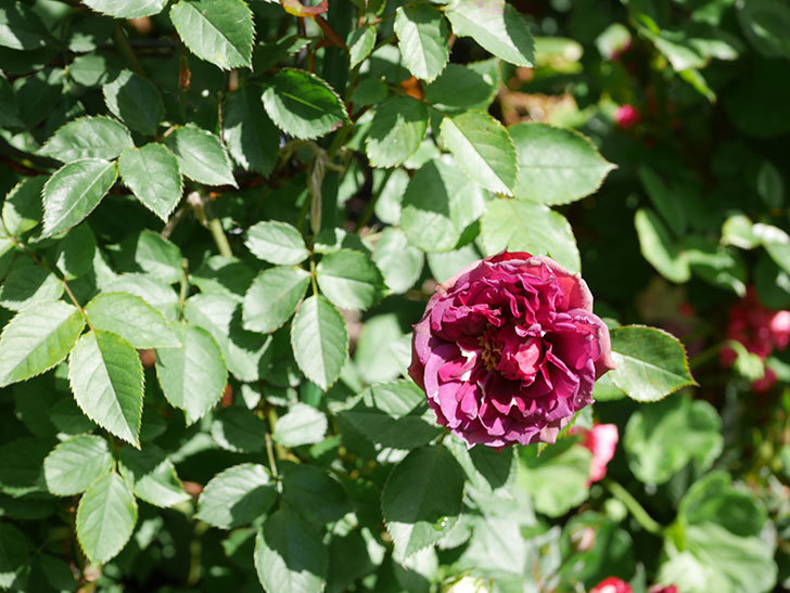 ライラ(Laylah)の花が増えてきた。半ツルバラ。2021年-051.jpg