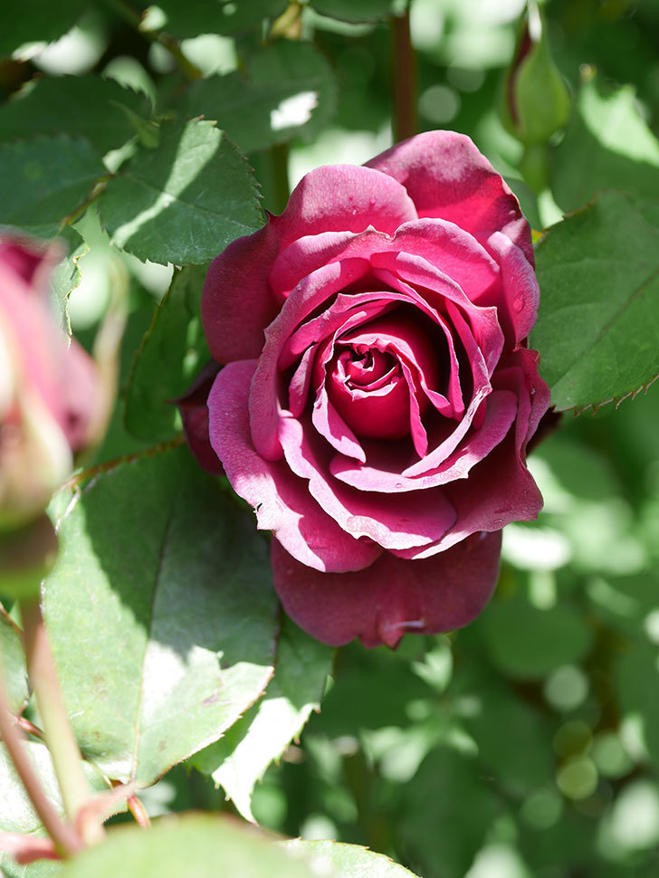 ライラ(Laylah)の花が増えてきた。半ツルバラ。2021年-054.jpg