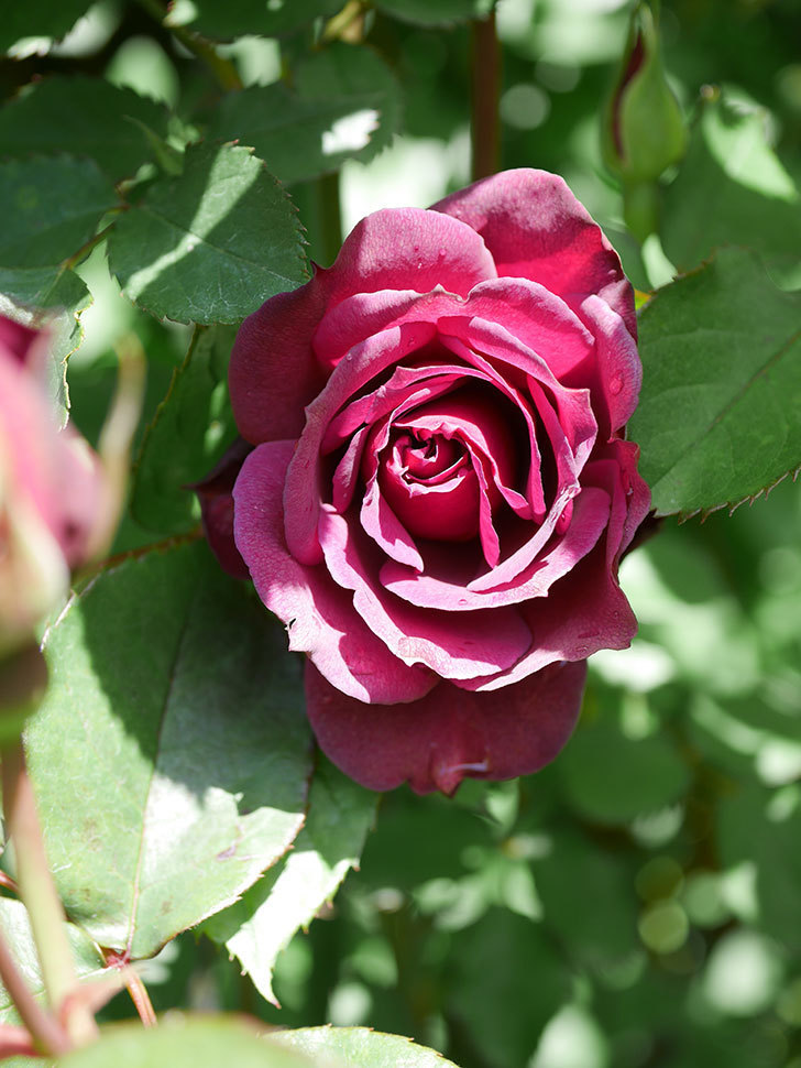 ライラ(Laylah)の花が増えてきた。半ツルバラ。2021年-055.jpg