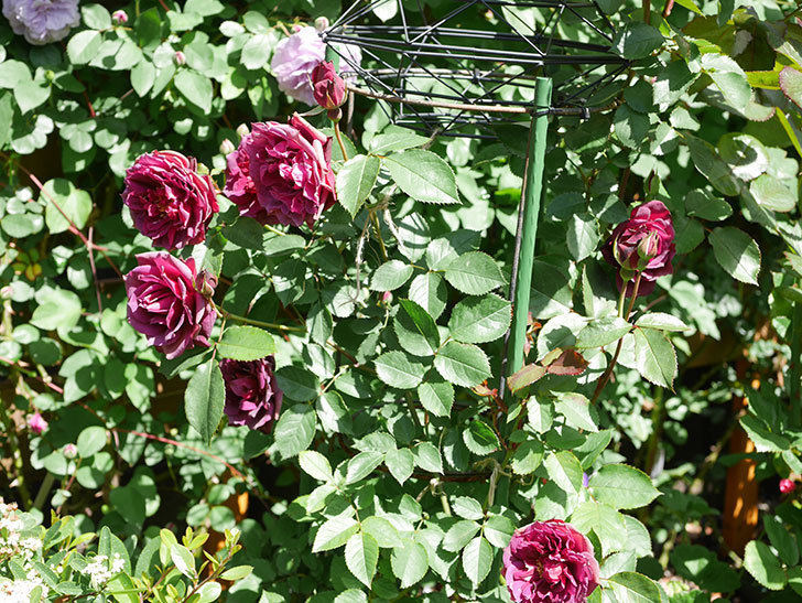 ライラ(Laylah)の花が増えてきた。半ツルバラ。2021年-057.jpg