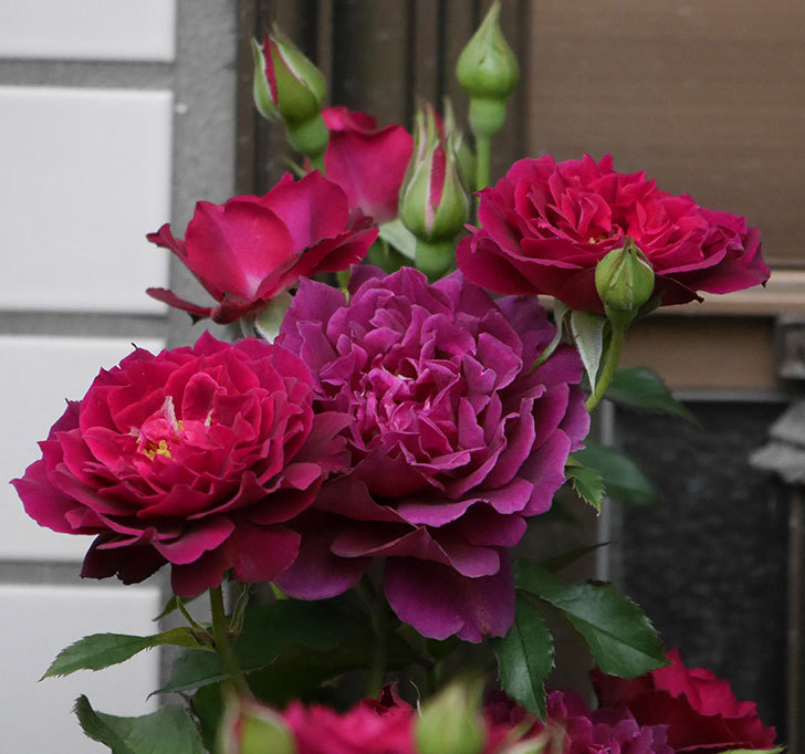 ライラ 半ツルバラ の花が増えて香りが強くなってきた 19年 バラ 02memo日記