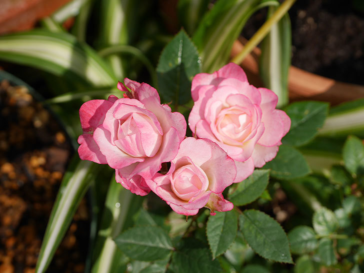 ラブリープリンセス・オプティマ(Lovely princess Optima)の2番花が咲いた。ミニバラ。2020年-002.jpg