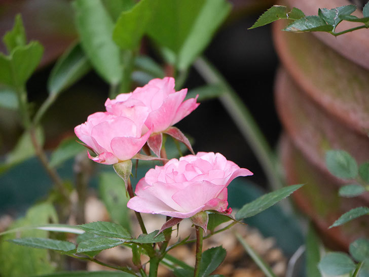 ラブリープリンセス・オプティマ(Lovely princess Optima)の2番花が咲いた。ミニバラ。2020年-008.jpg