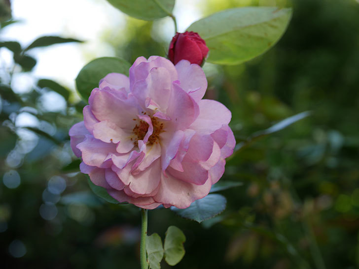 ラベンダーブーケ(Lavender Bouquet)の新苗に秋花が咲いた。半ツルバラ。2020年-001.jpg