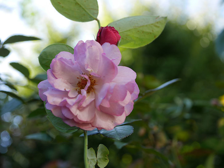 ラベンダーブーケ(Lavender Bouquet)の新苗に秋花が咲いた。半ツルバラ。2020年-002.jpg