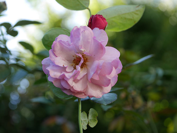 ラベンダーブーケ(Lavender Bouquet)の新苗に秋花が咲いた。半ツルバラ。2020年-003.jpg