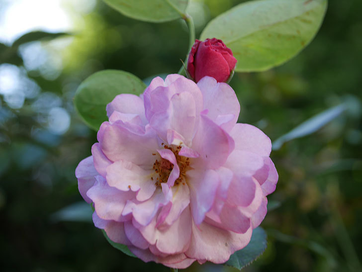 ラベンダーブーケ(Lavender Bouquet)の新苗に秋花が咲いた。半ツルバラ。2020年-004.jpg